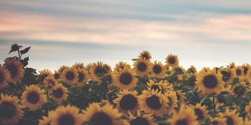 Ellisanna's profile banner image