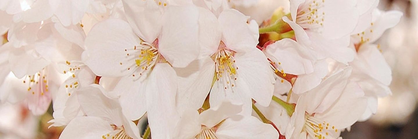 LadyParharm's profile banner image