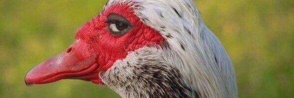 Yasmine Megahed banner