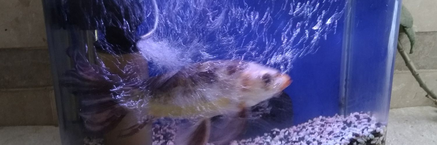 MansourBio's profile banner image
