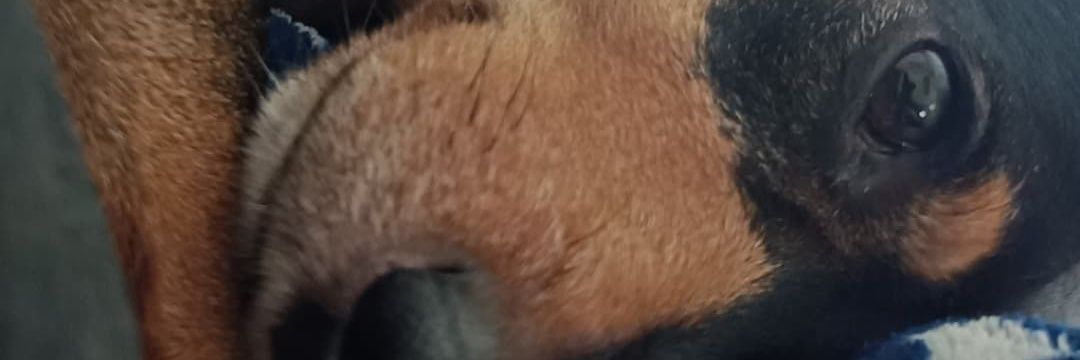 lapastri's profile banner image