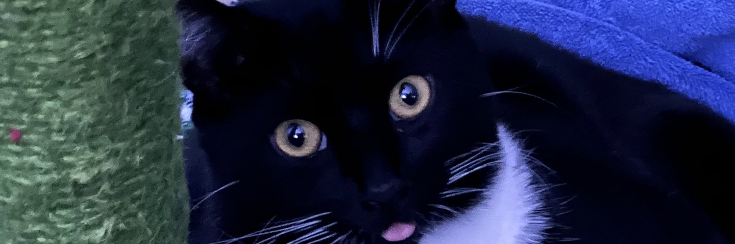 EvanVolpe's profile banner image