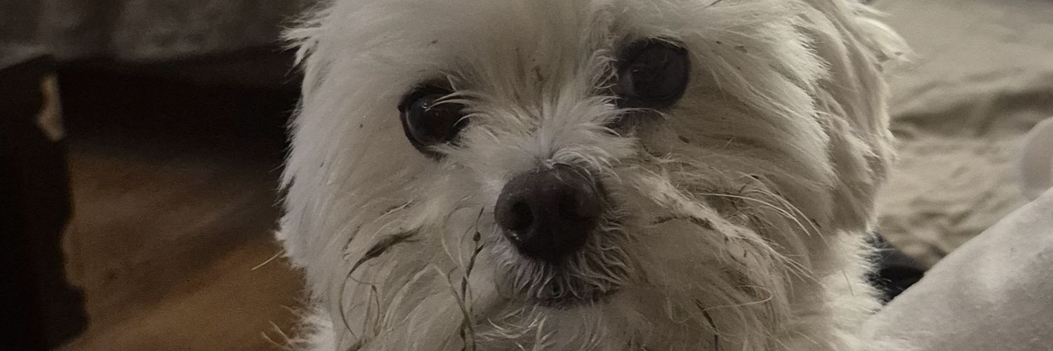 aninhadf's profile banner image