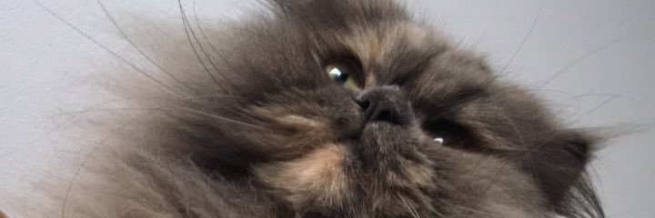 catalinalatorre's profile banner image
