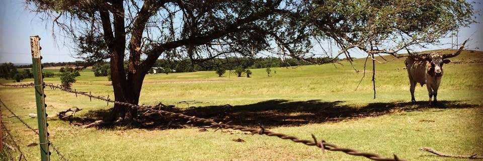 Sally R Hemmer banner