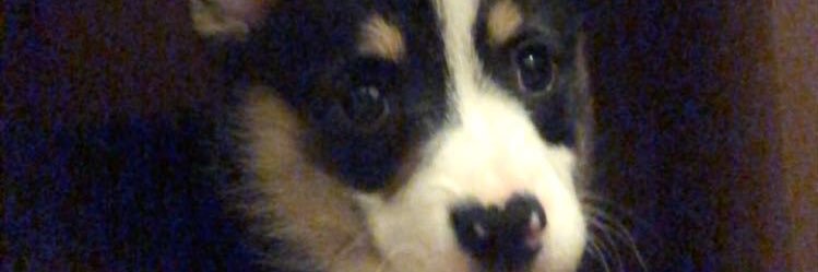 danielkirwan2's profile banner image