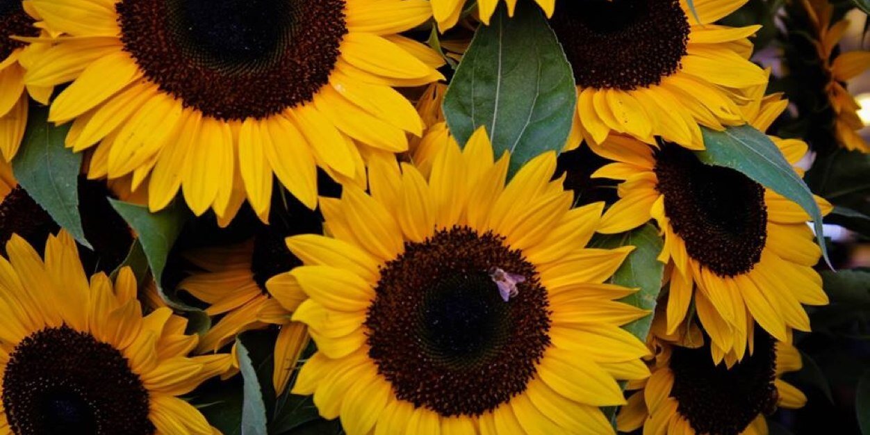 AmandaEyolfson's profile banner image