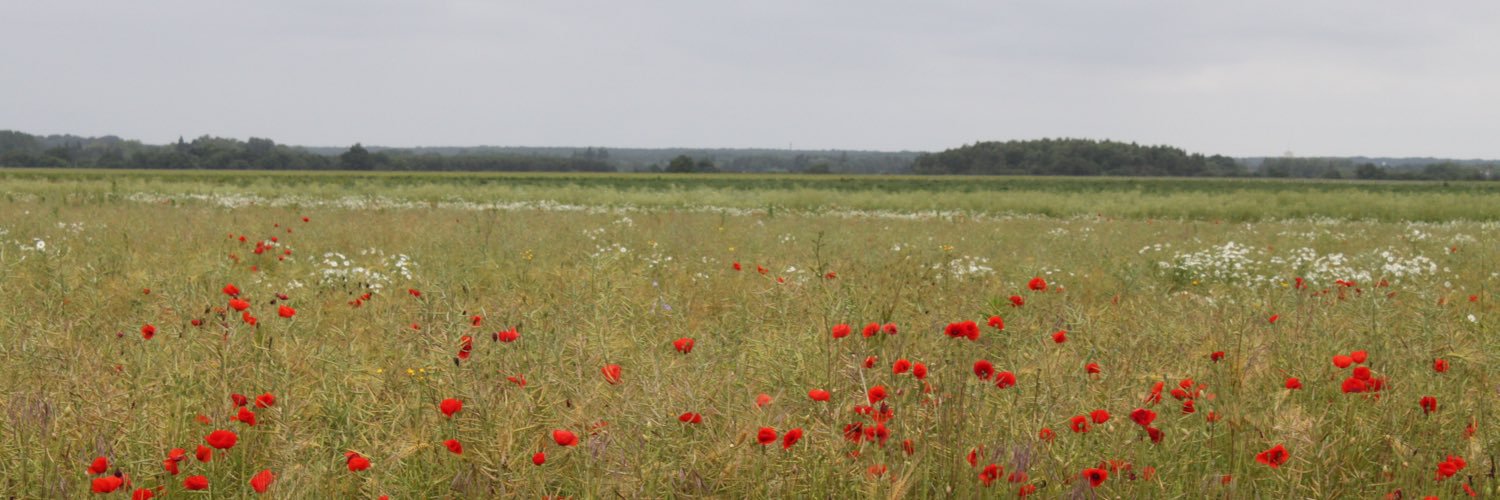 amandaokulka's profile banner image