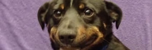 designmalarkey Profile Banner