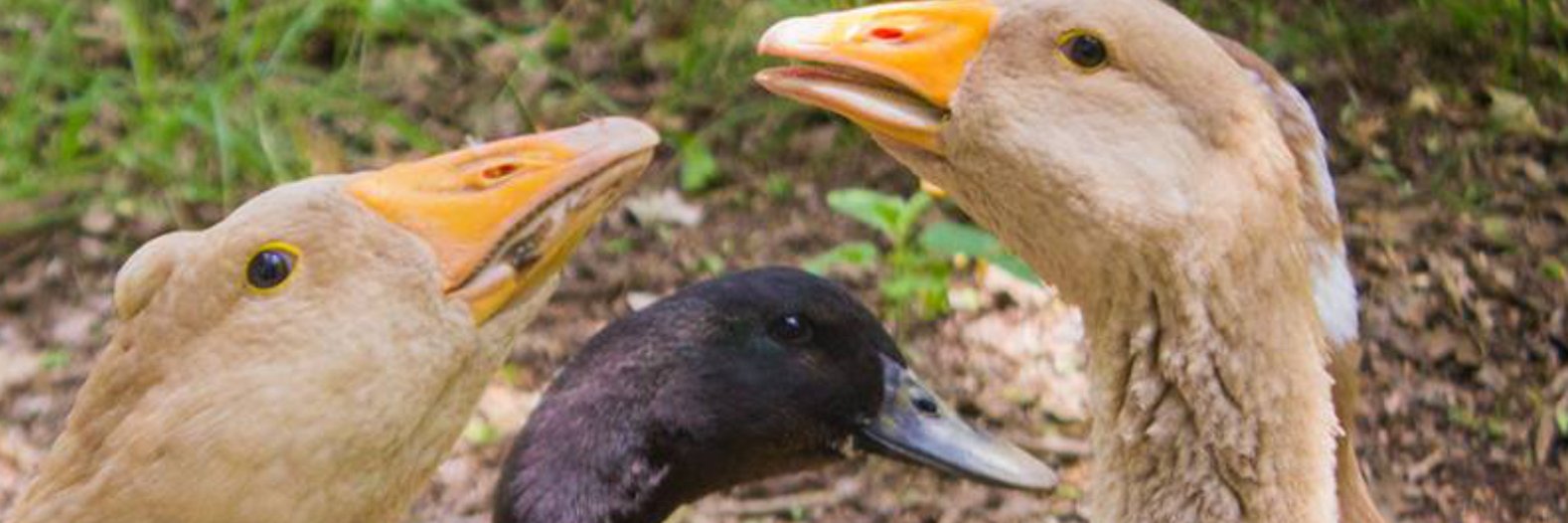 Habitable Spaces banner