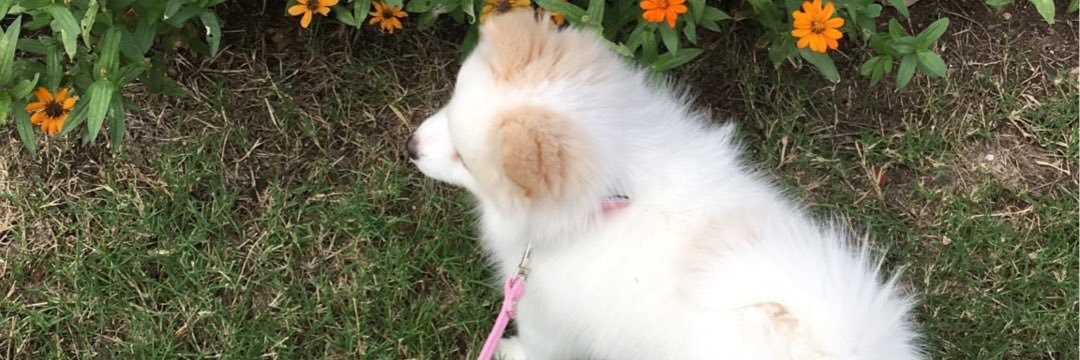 DanielleSuzan's profile banner image