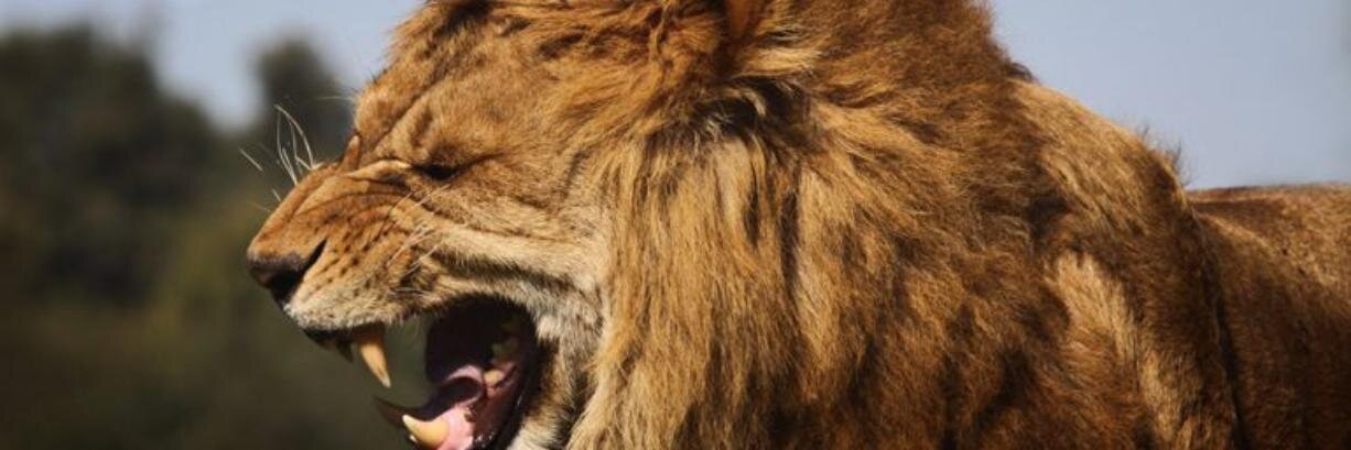أسد الليثي banner