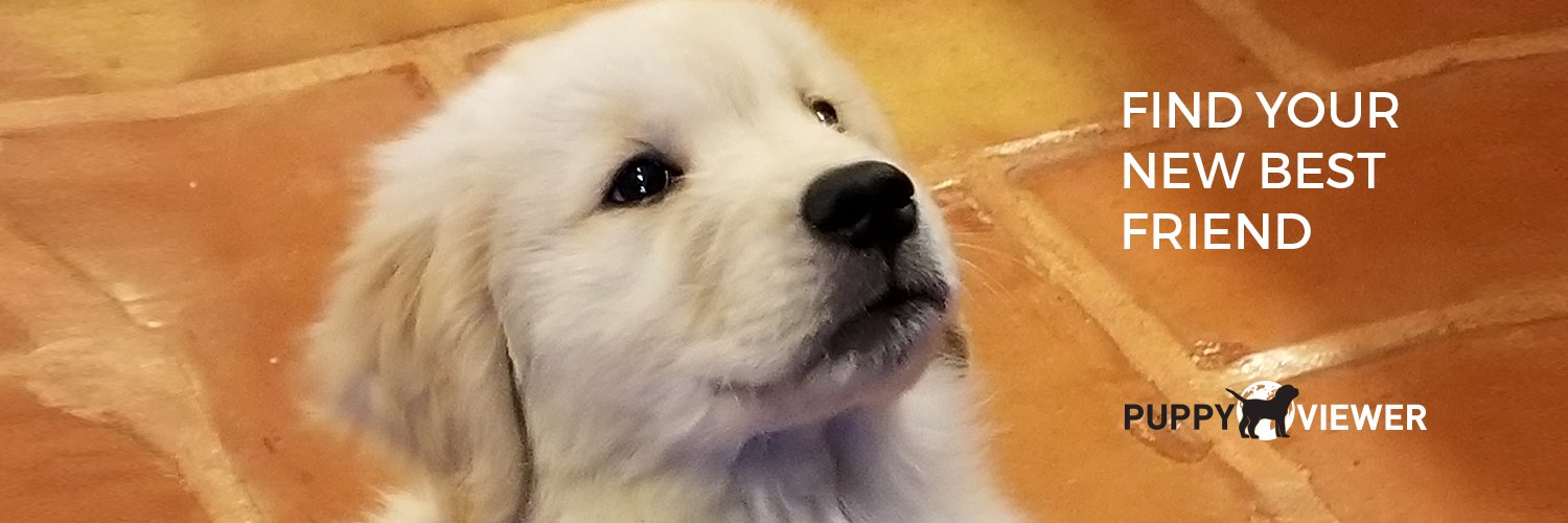 PuppyViewer's profile banner image