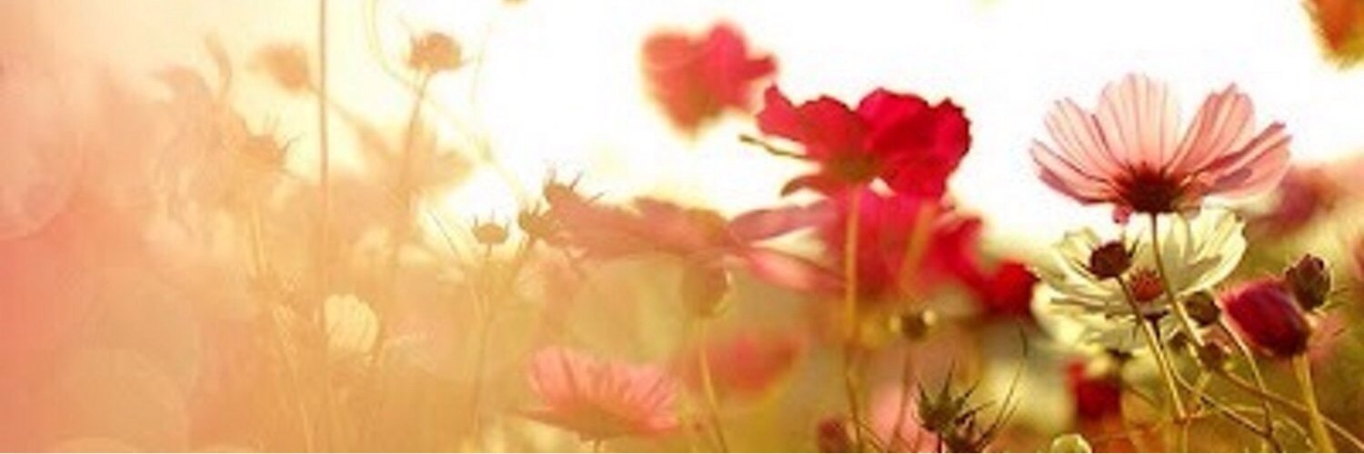 Ms_Kyot's profile banner image