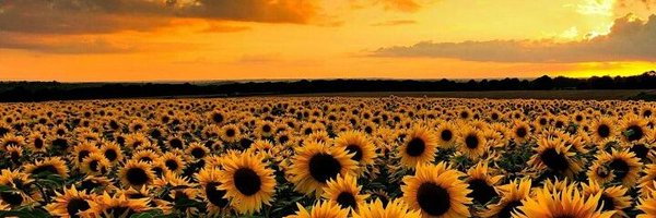 Daffy_Daffs Profile Banner