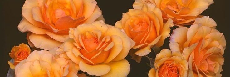 Audge__Podge's profile banner image