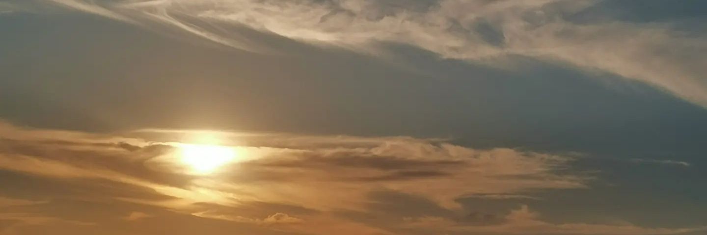 wildblackdog's profile banner image