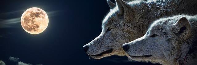 JTodd75's profile banner image