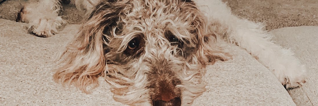 baileedani's profile banner image