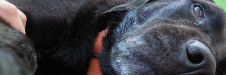 michaelamaselli's profile banner image