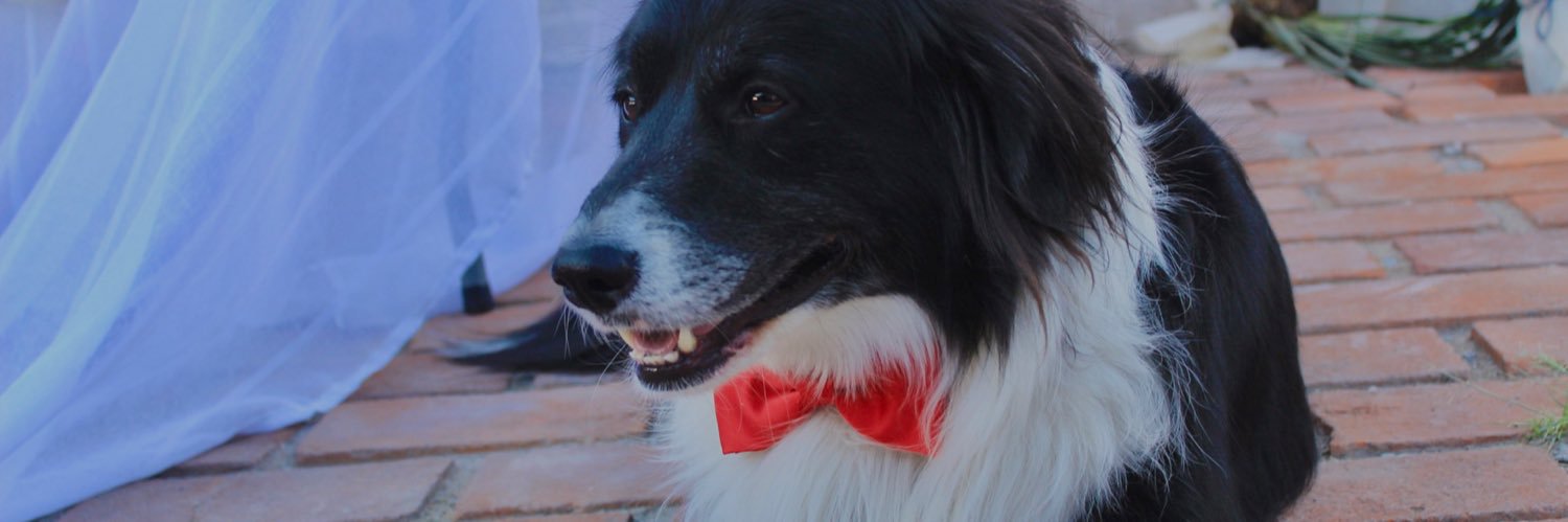 TereePekny's profile banner image