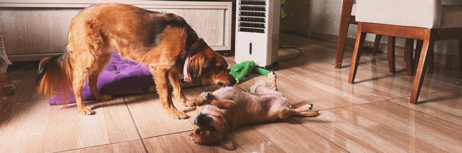 chocadaporemnemtanto banner