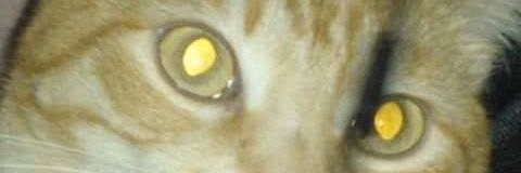 meresve's profile banner image