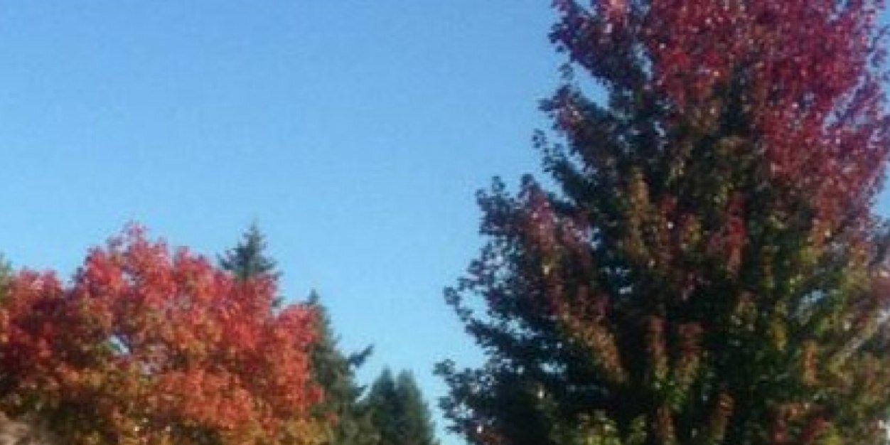 Maggie Anne Dedic banner