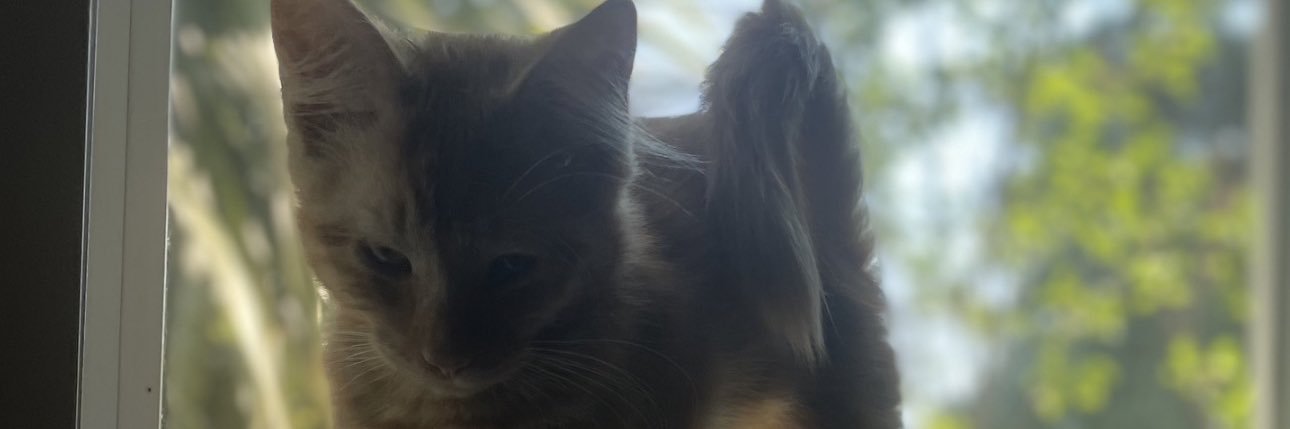 lilyteece123's profile banner image