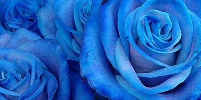 AnnSG's profile banner image