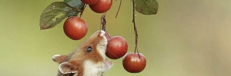 Dawn Kitchener banner