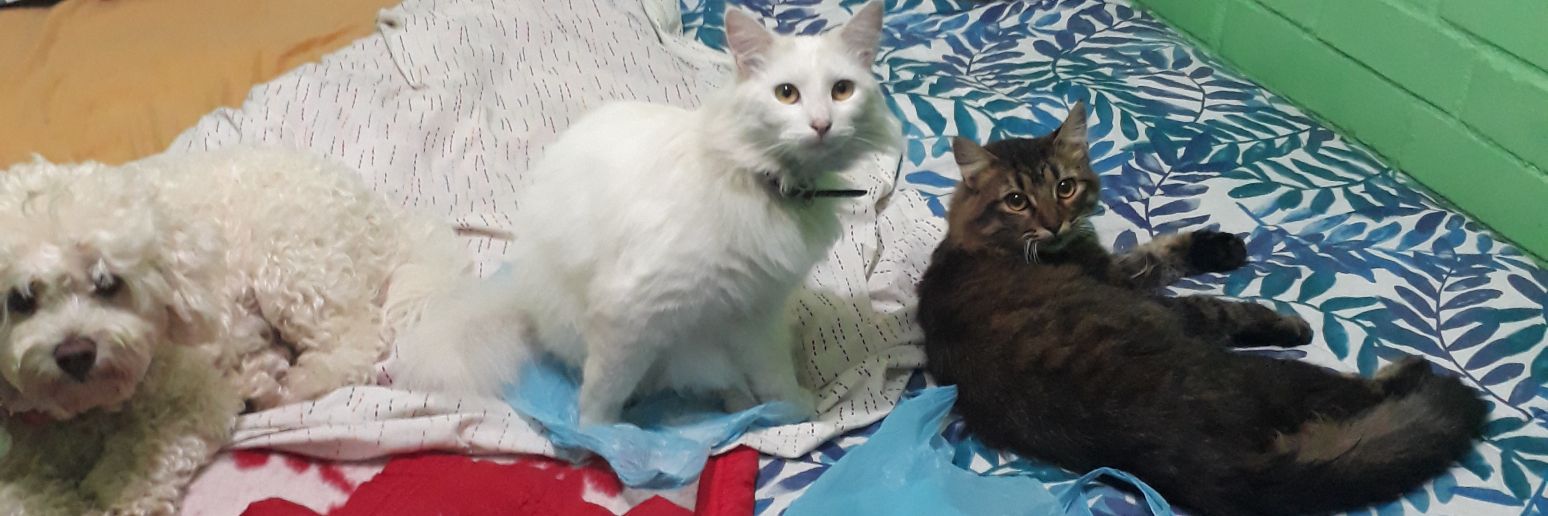 Deniis_Fuentes's profile banner image