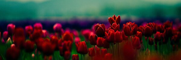 CrystalZipperer Profile Banner