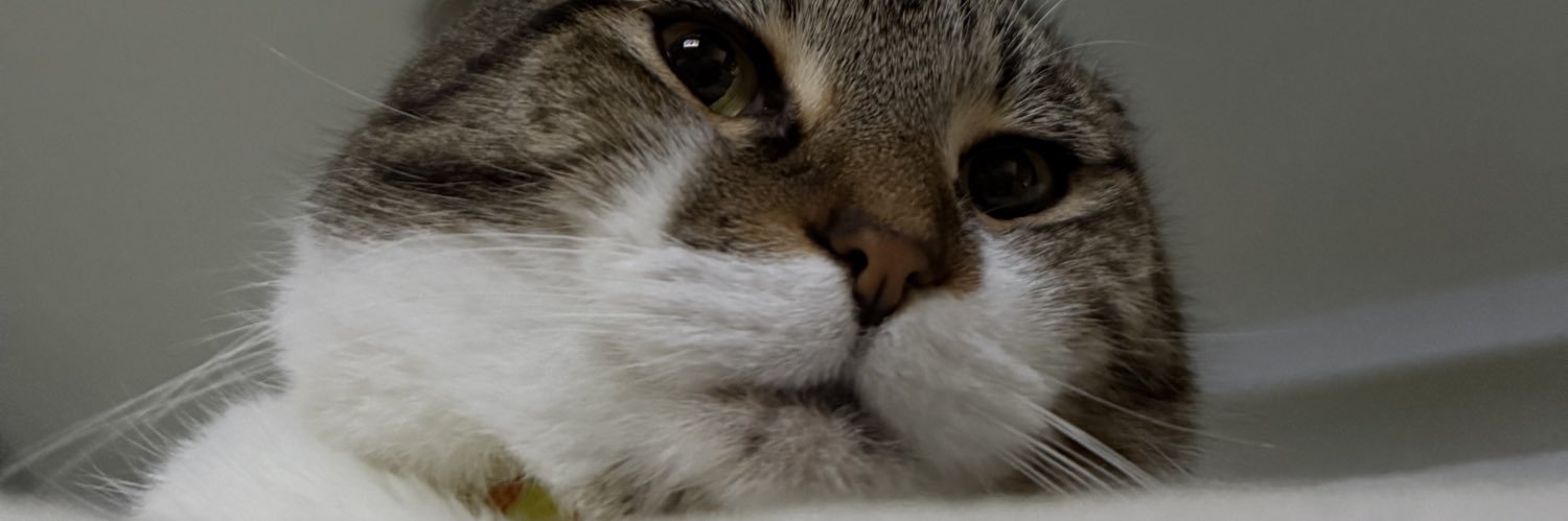 SeanHo1's profile banner image