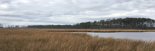 SEIDirector Profile Banner