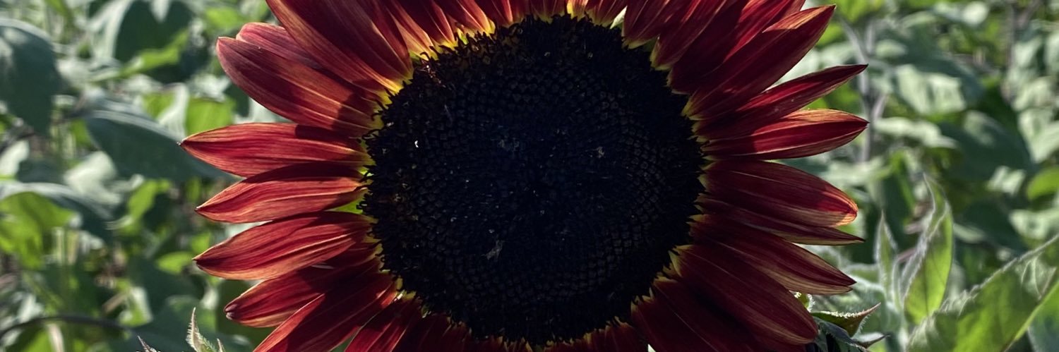 RandiiiMadden's profile banner image