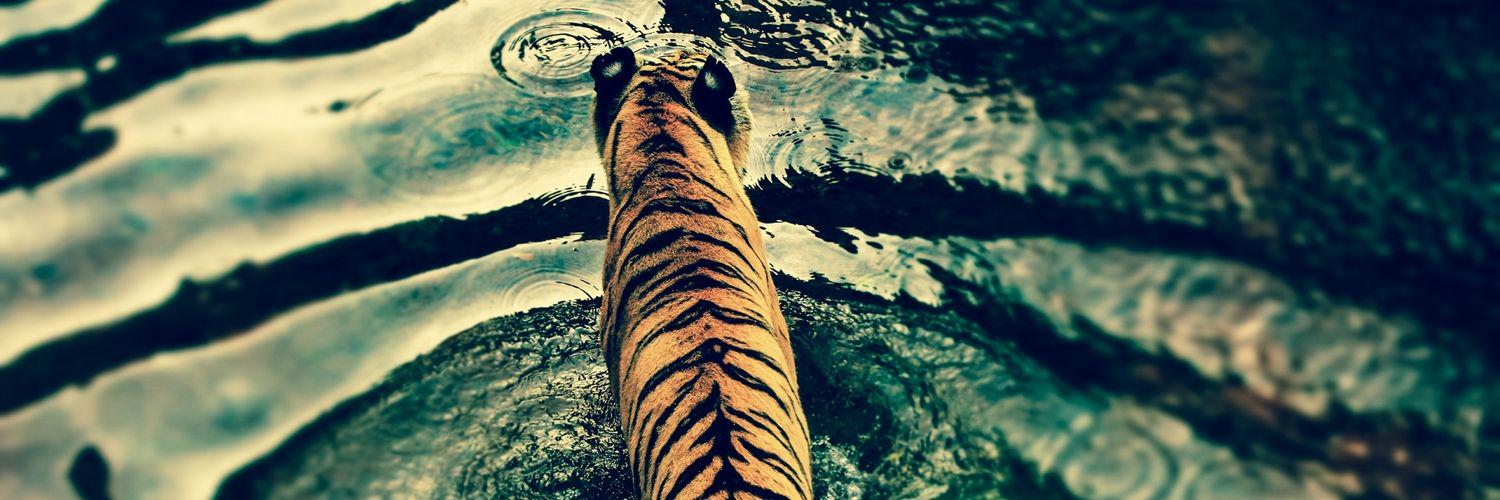 Tyger banner