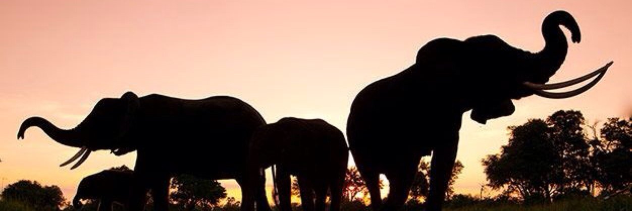 manndabearrr's profile banner image