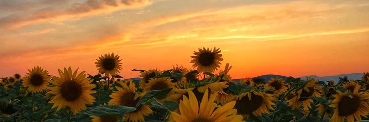 mariac_cm's profile banner image