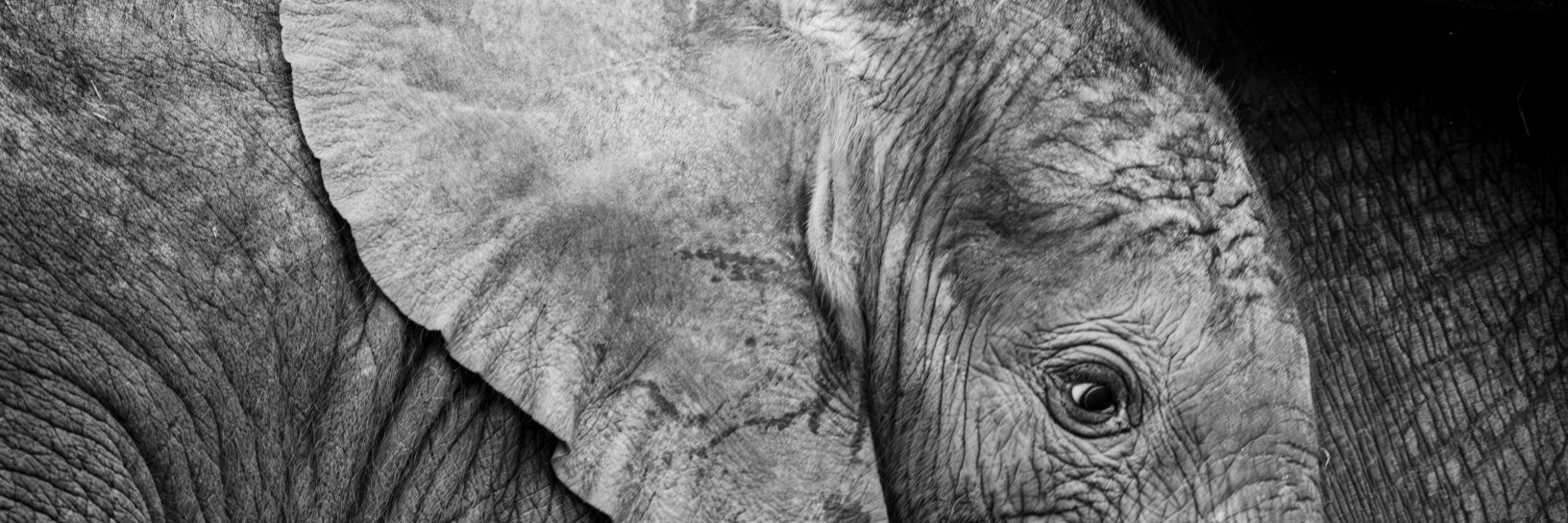 Allets65's profile banner image