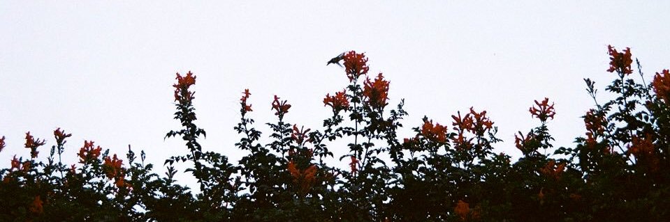 _ZaneAlexander_'s profile banner image