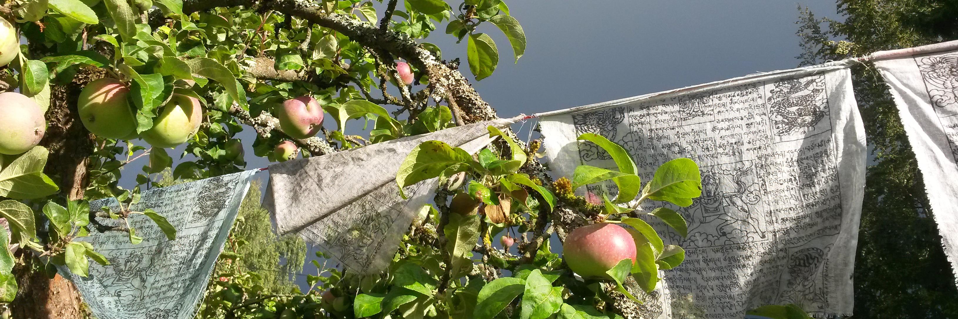 Geir Heierstad banner