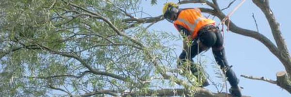 KingsCutsTrees Profile Banner