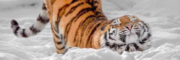 AndreiAndrei63 Profile Banner