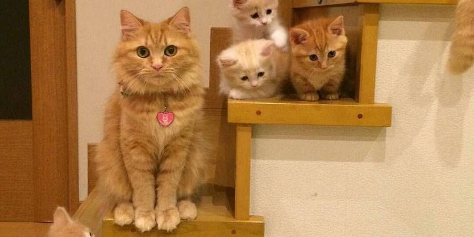 purrienanz's profile banner image