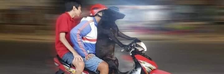 ท่านชายเตะไอ้เข้ banner