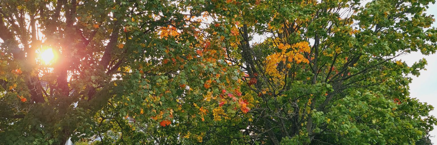 SelmSweden's profile banner image