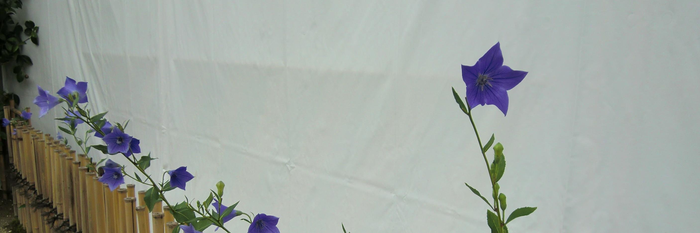 Irra37's profile banner image