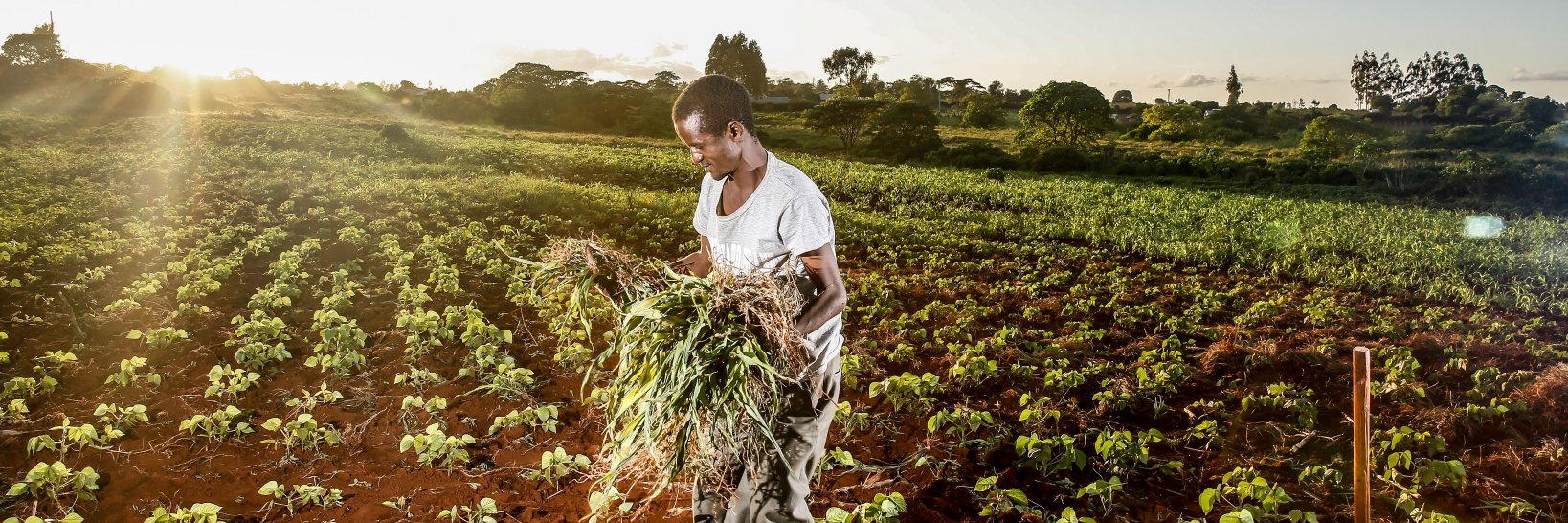 FarmConcern's profile banner image