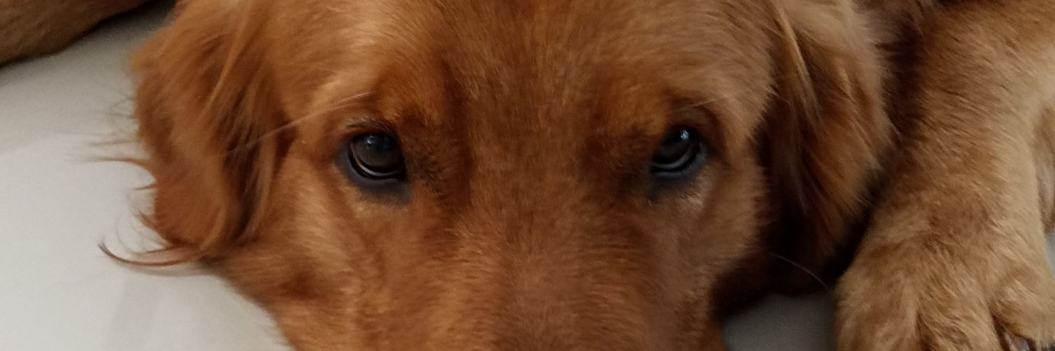 javocanon's profile banner image